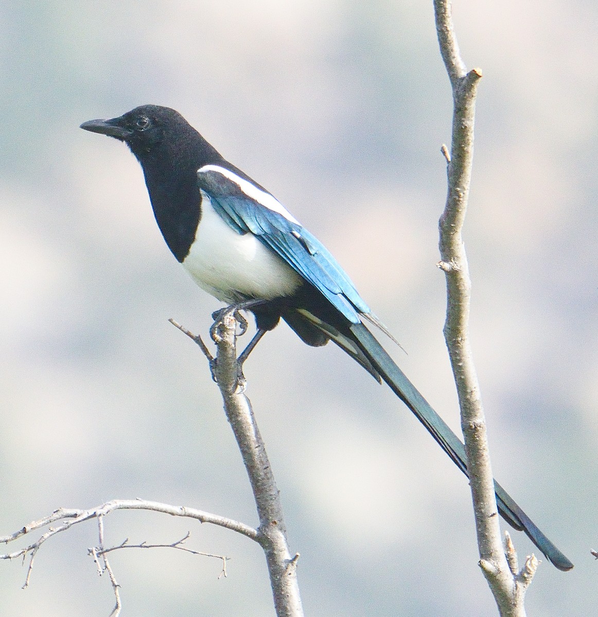 straka americká - ML645464523