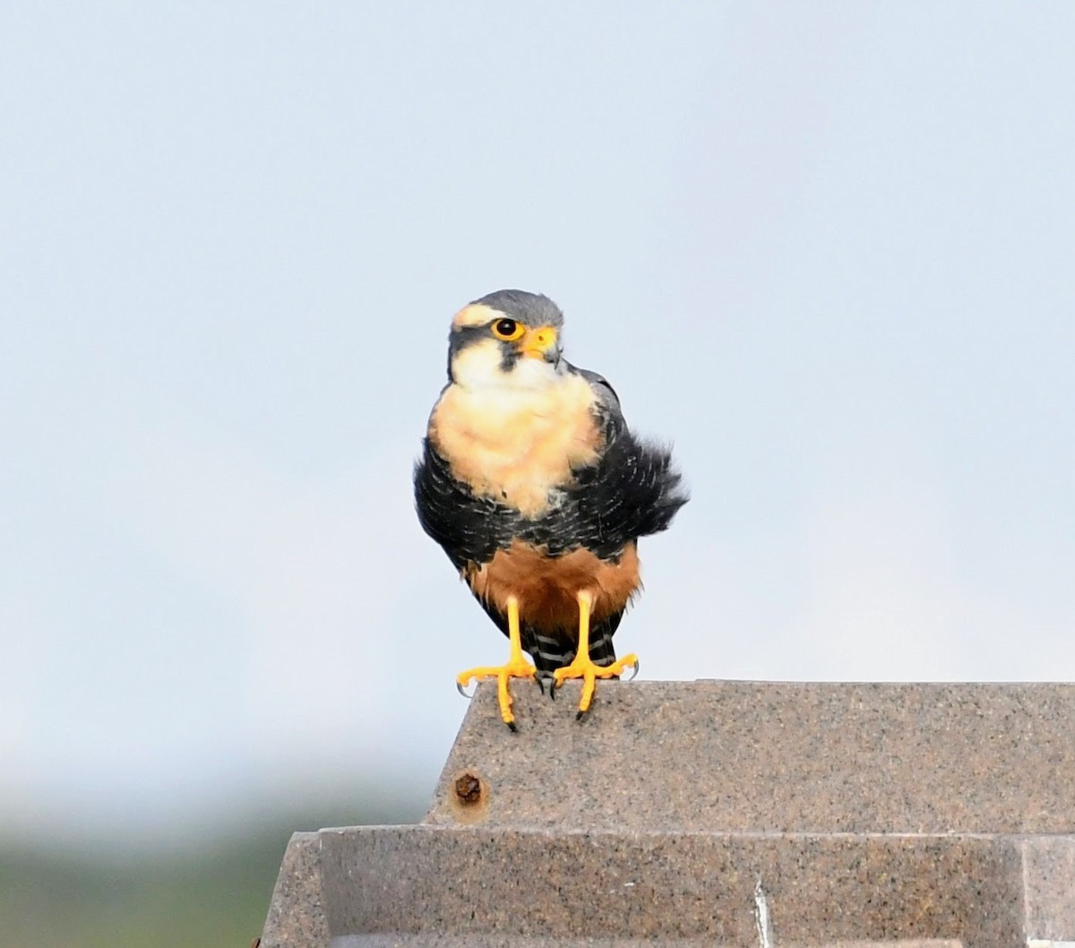 Aplomado Falcon - ML645464524