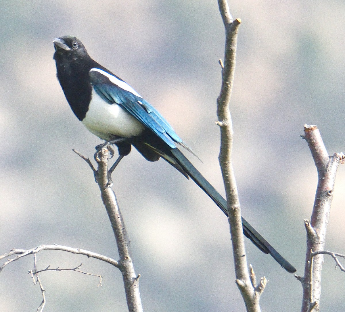 straka americká - ML645464525