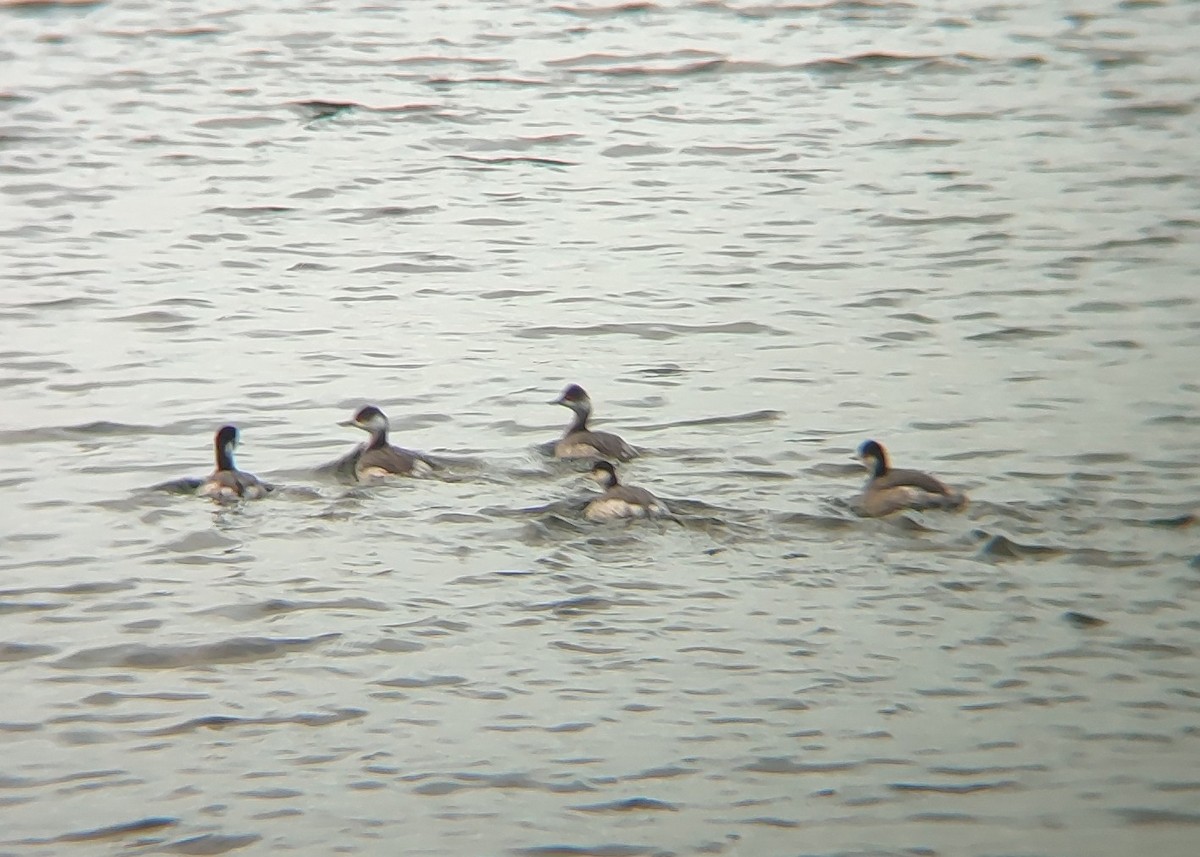 Grèbe à cou noir - ML645464540