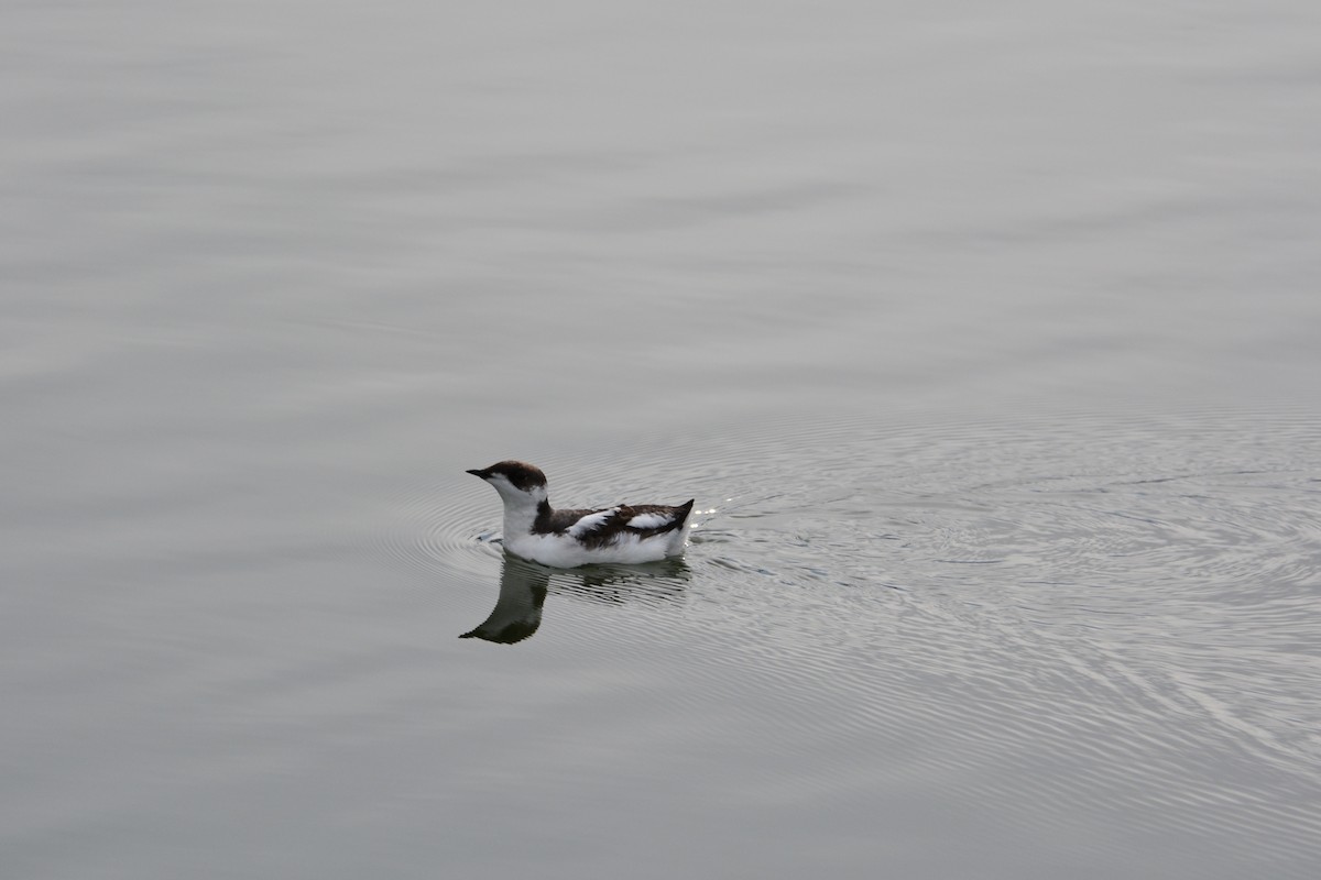 Marbled Murrelet - ML645464542