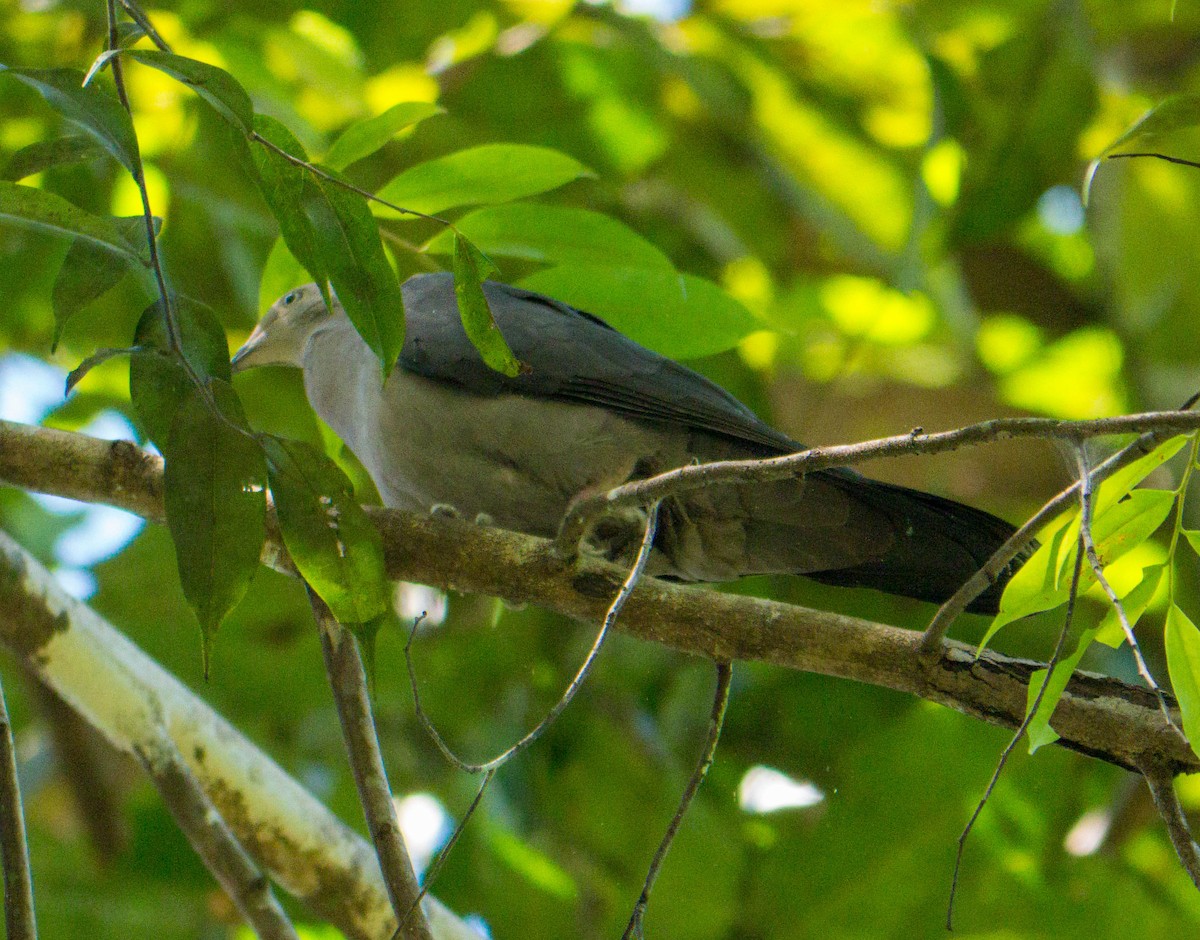 Plumbeous Pigeon - ML645464552