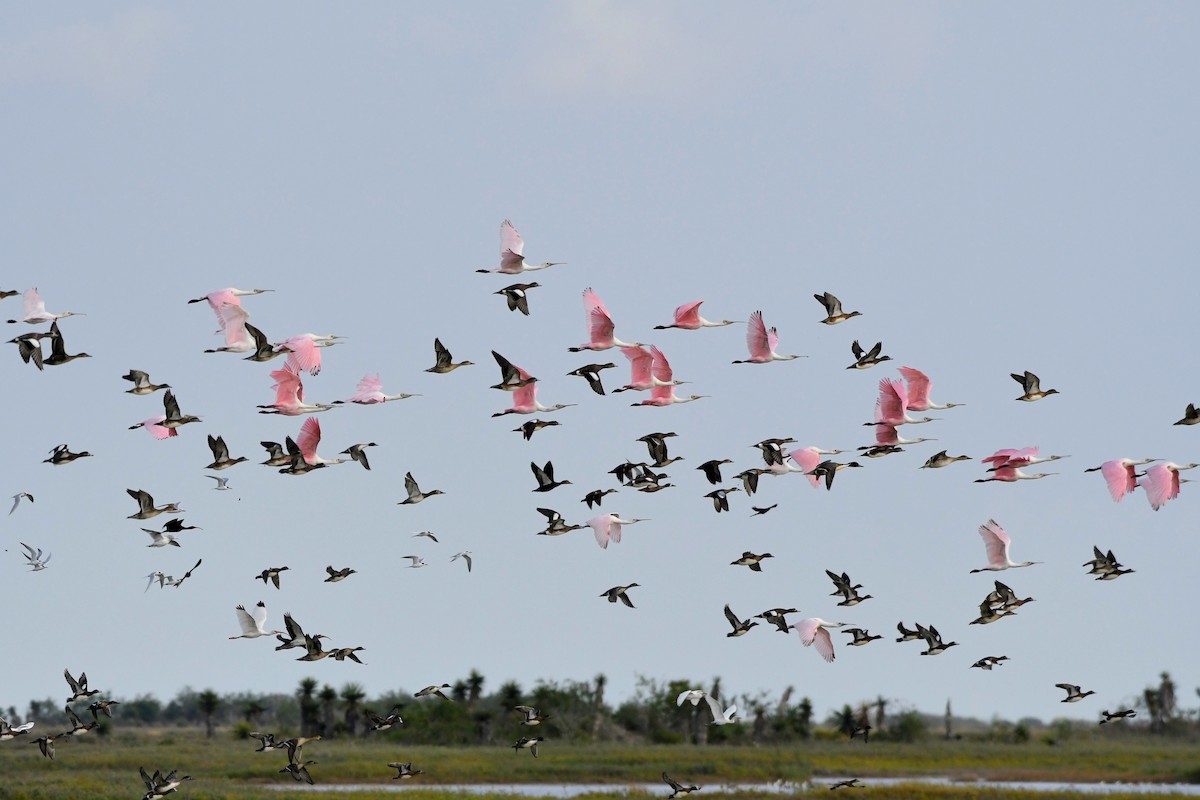 Roseate Spoonbill - ML645464564
