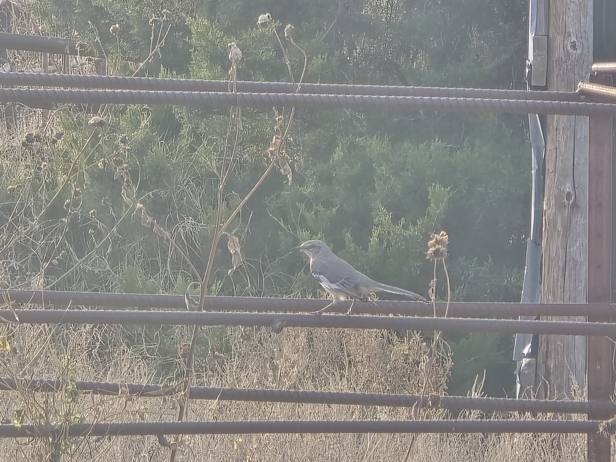 drozdec mnohohlasý - ML645464570