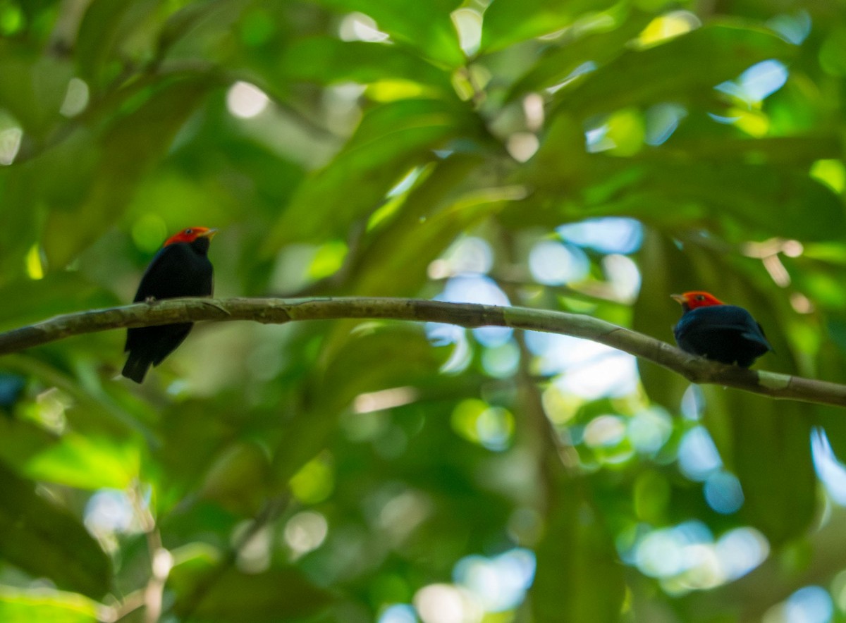 Red-headed Manakin - ML645464571
