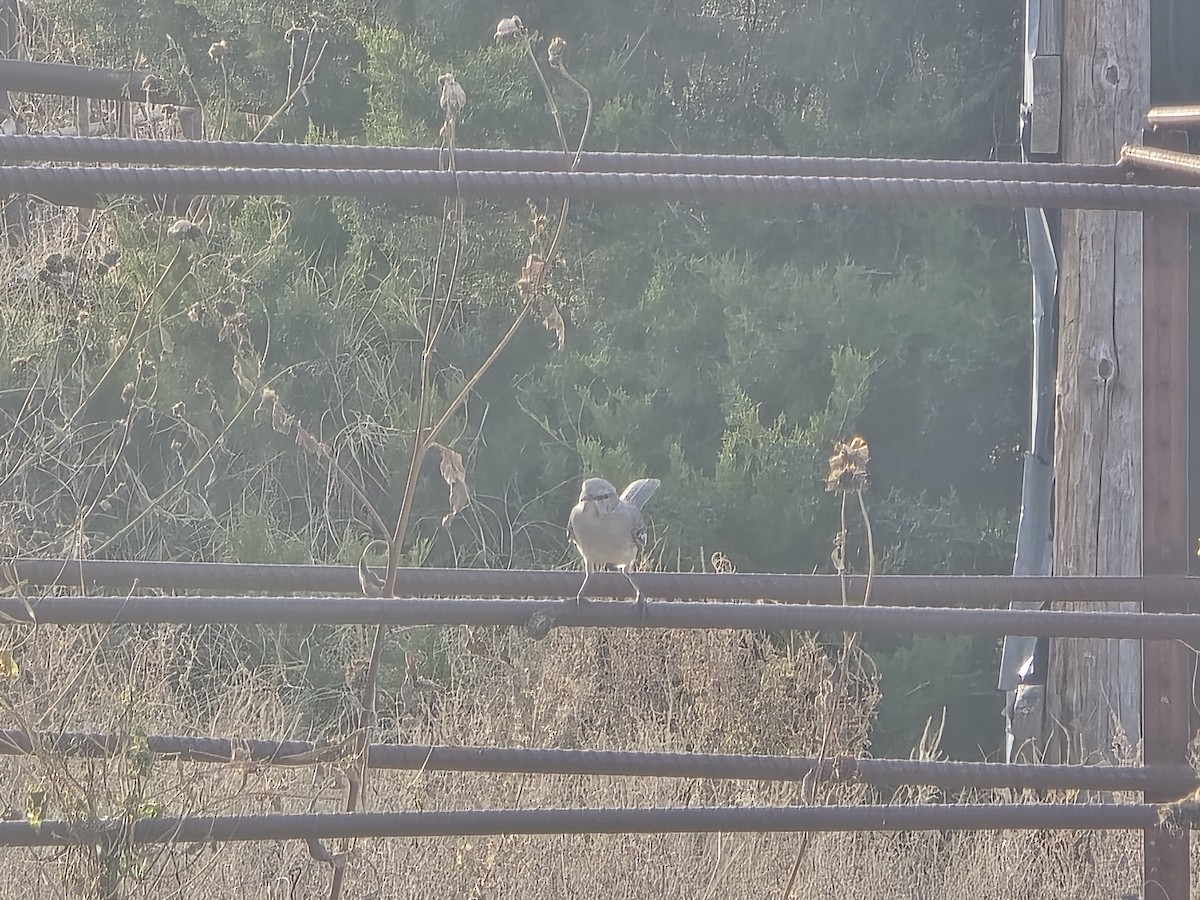 drozdec mnohohlasý - ML645464577