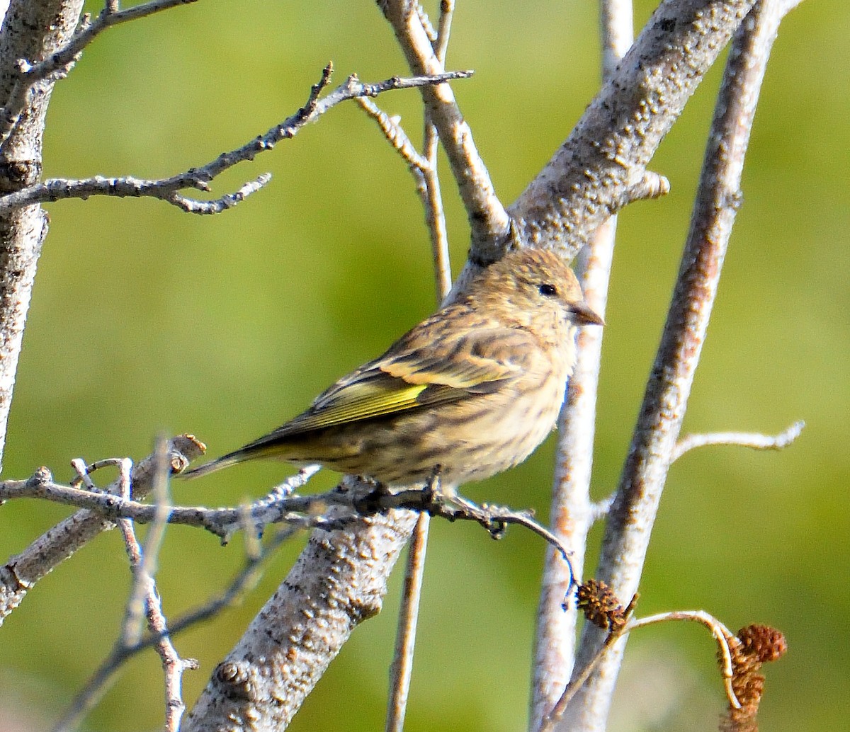 Pine Siskin - ML645464586