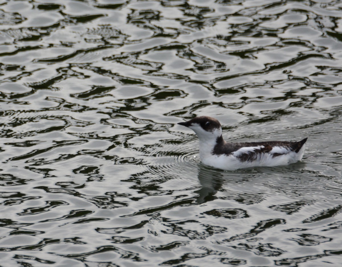 Marbled Murrelet - ML645464594