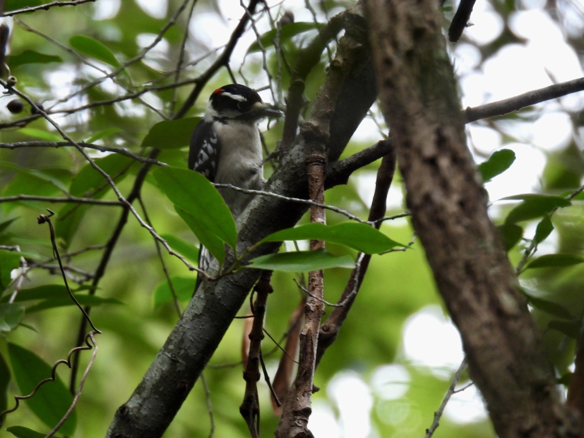 Downy Woodpecker - ML645464606