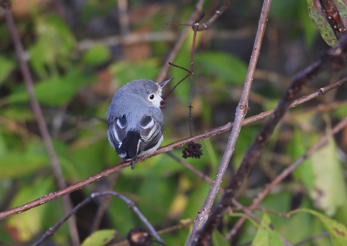 Голубая комароловка - ML645464627