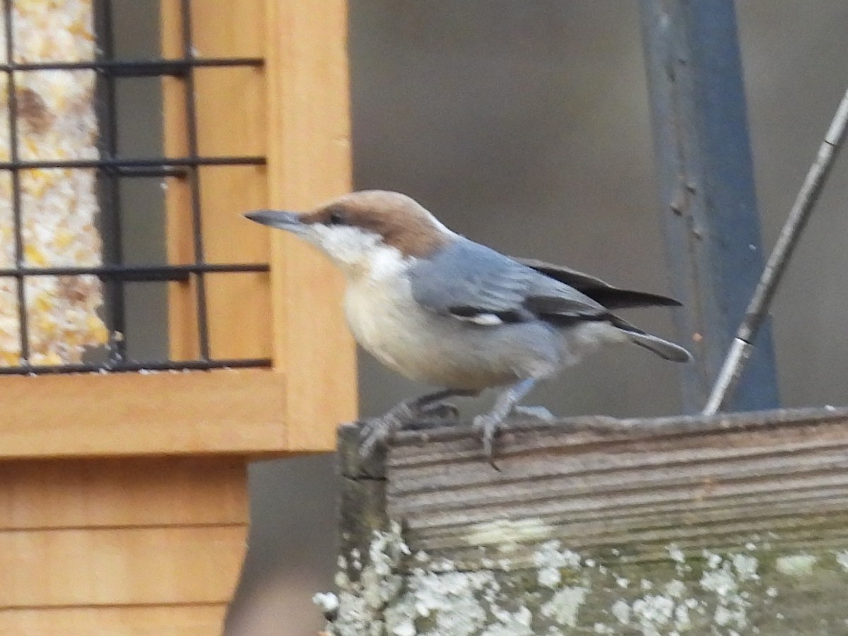 Sittelle à tête brune - ML645464628