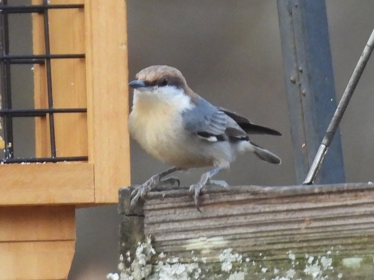 Sittelle à tête brune - ML645464629