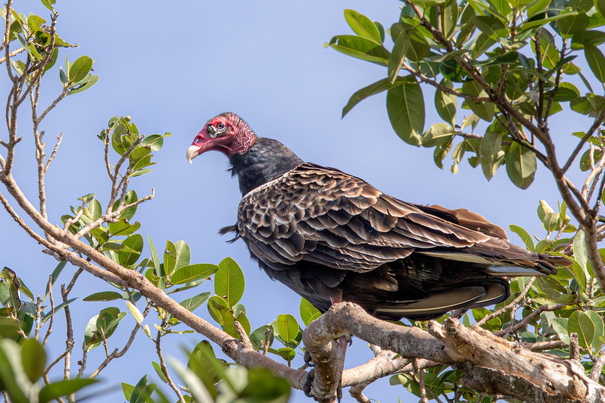 Turkey Vulture (Northern) - ML645464632