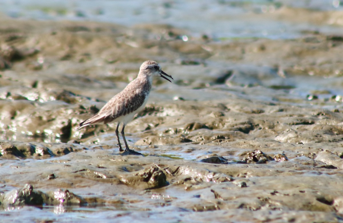 Semipalmated Sandpiper - ML645464657