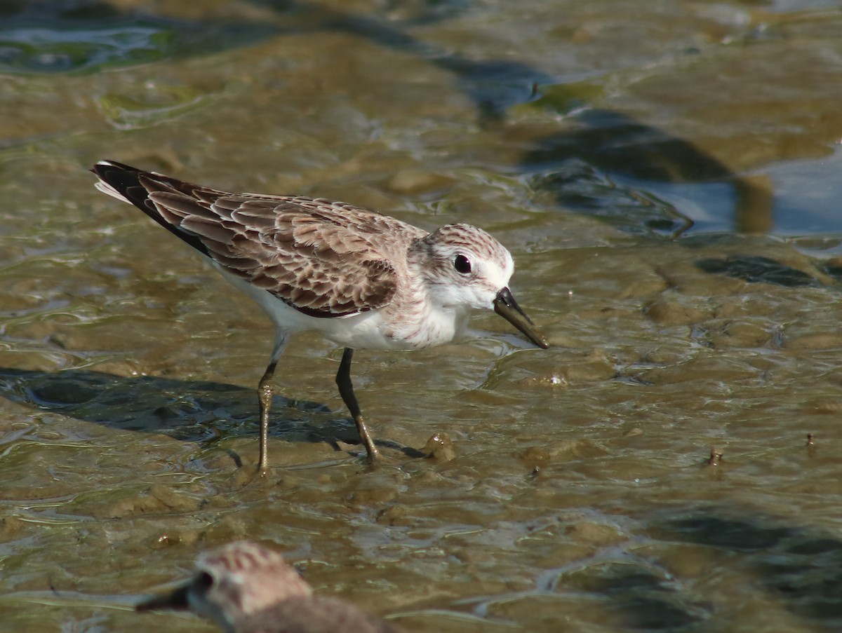 Semipalmated Sandpiper - ML645464658
