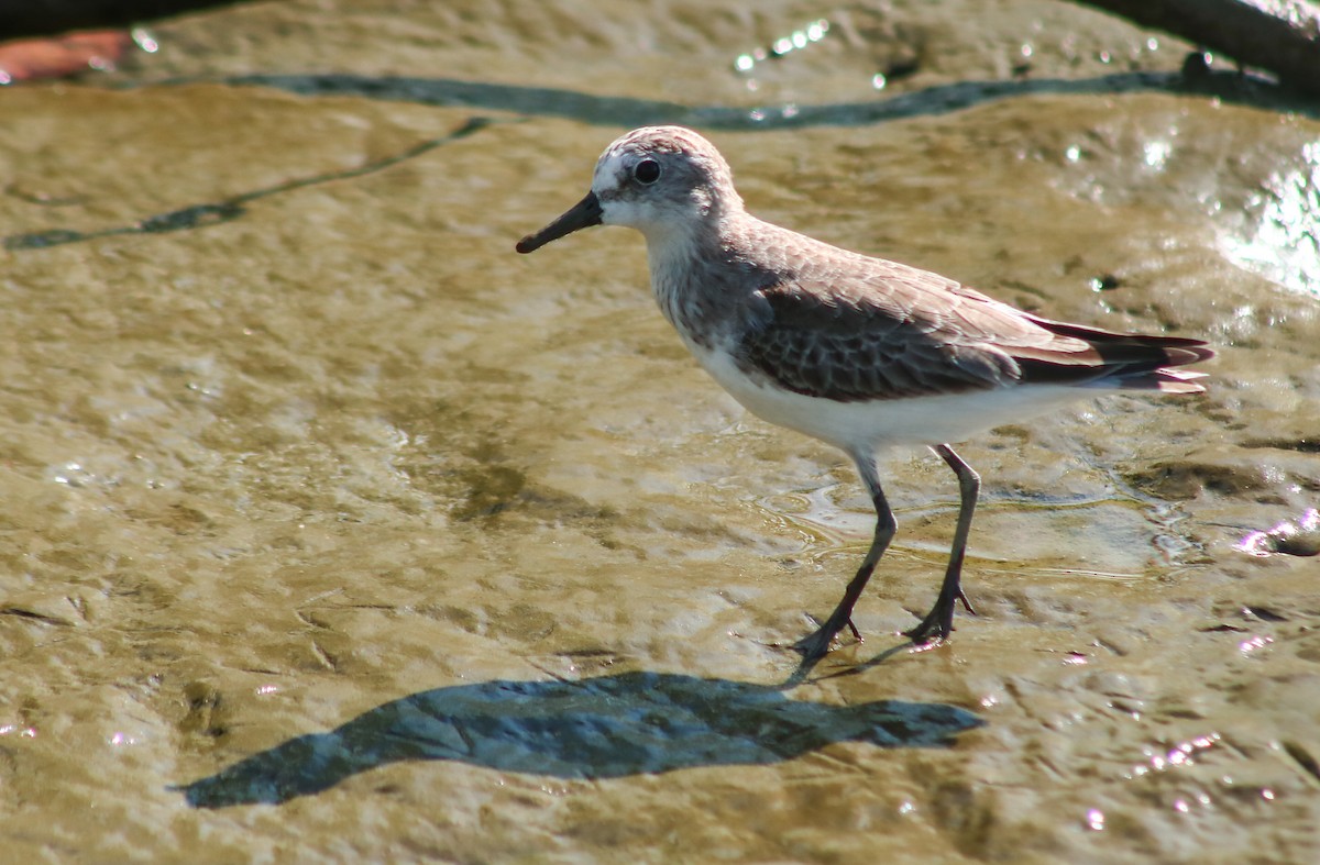 Semipalmated Sandpiper - ML645464659