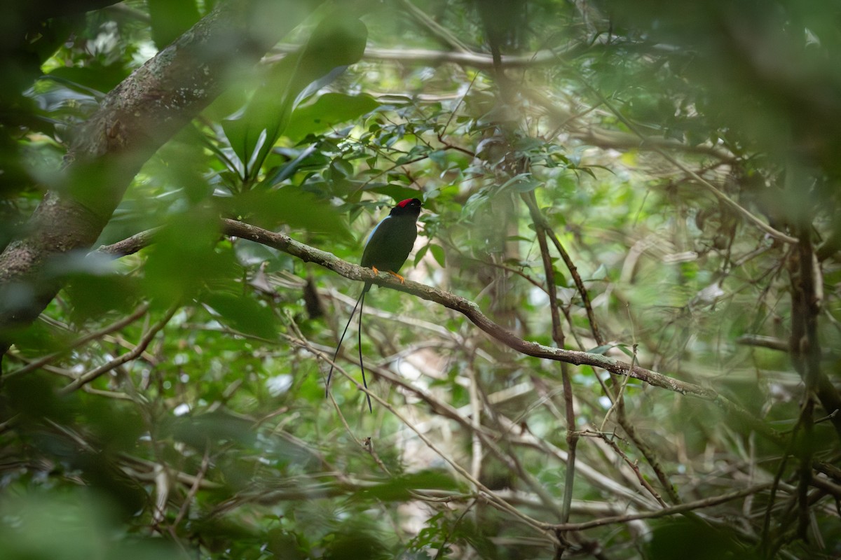 Long-tailed Manakin - ML645464669