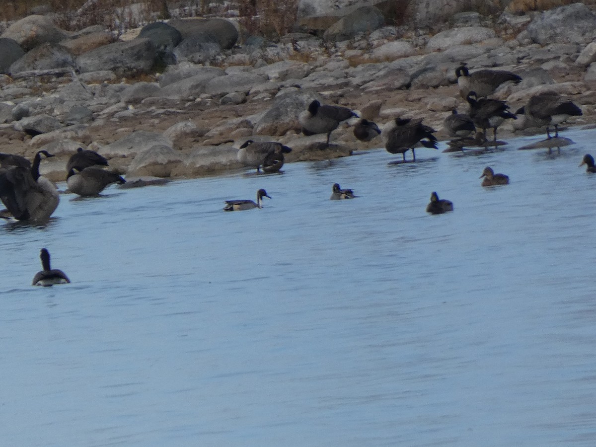 Northern Pintail - ML645464672
