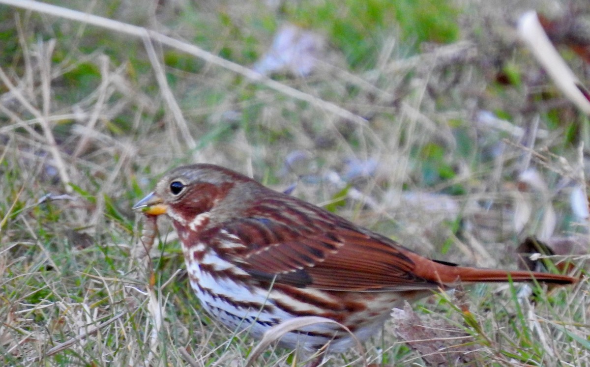 Fox Sparrow (Red) - ML645464679