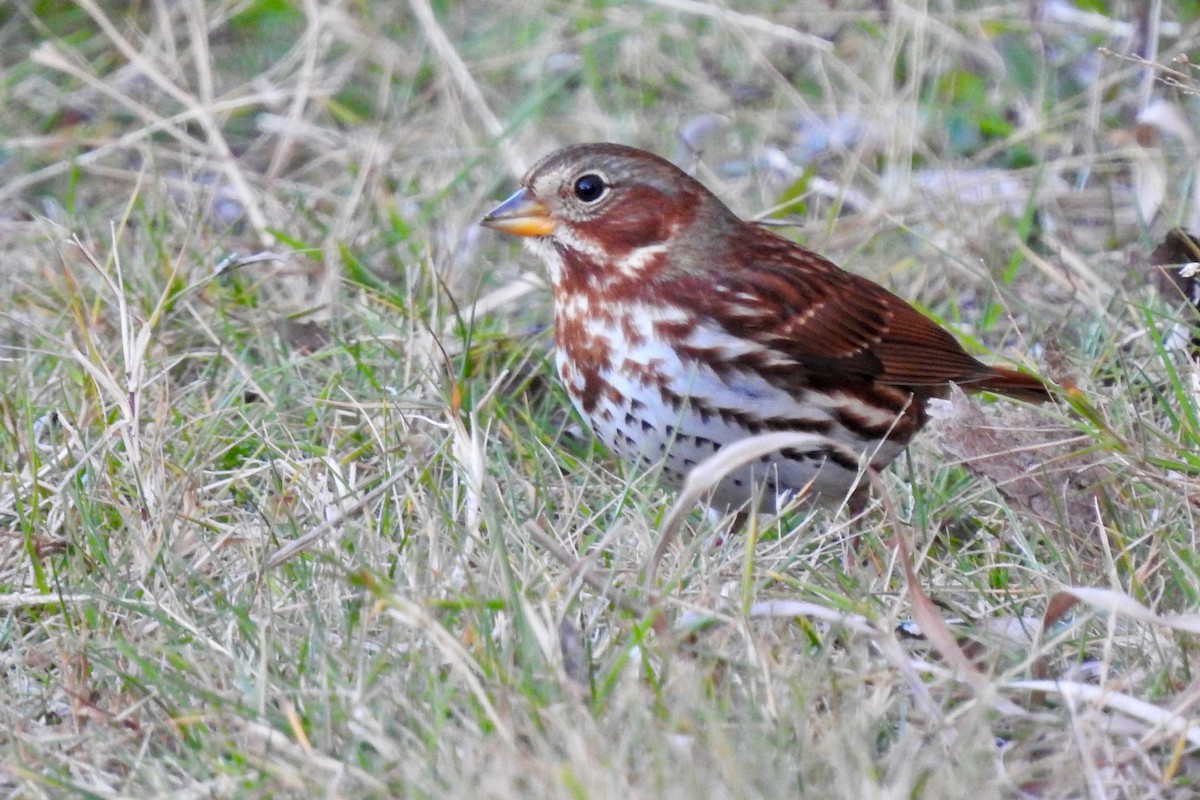 Fox Sparrow (Red) - ML645464680