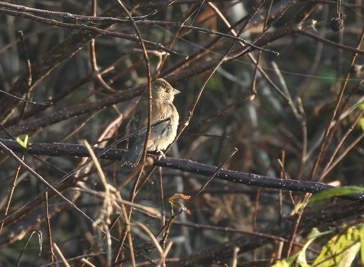 Indigo Bunting - ML645464682