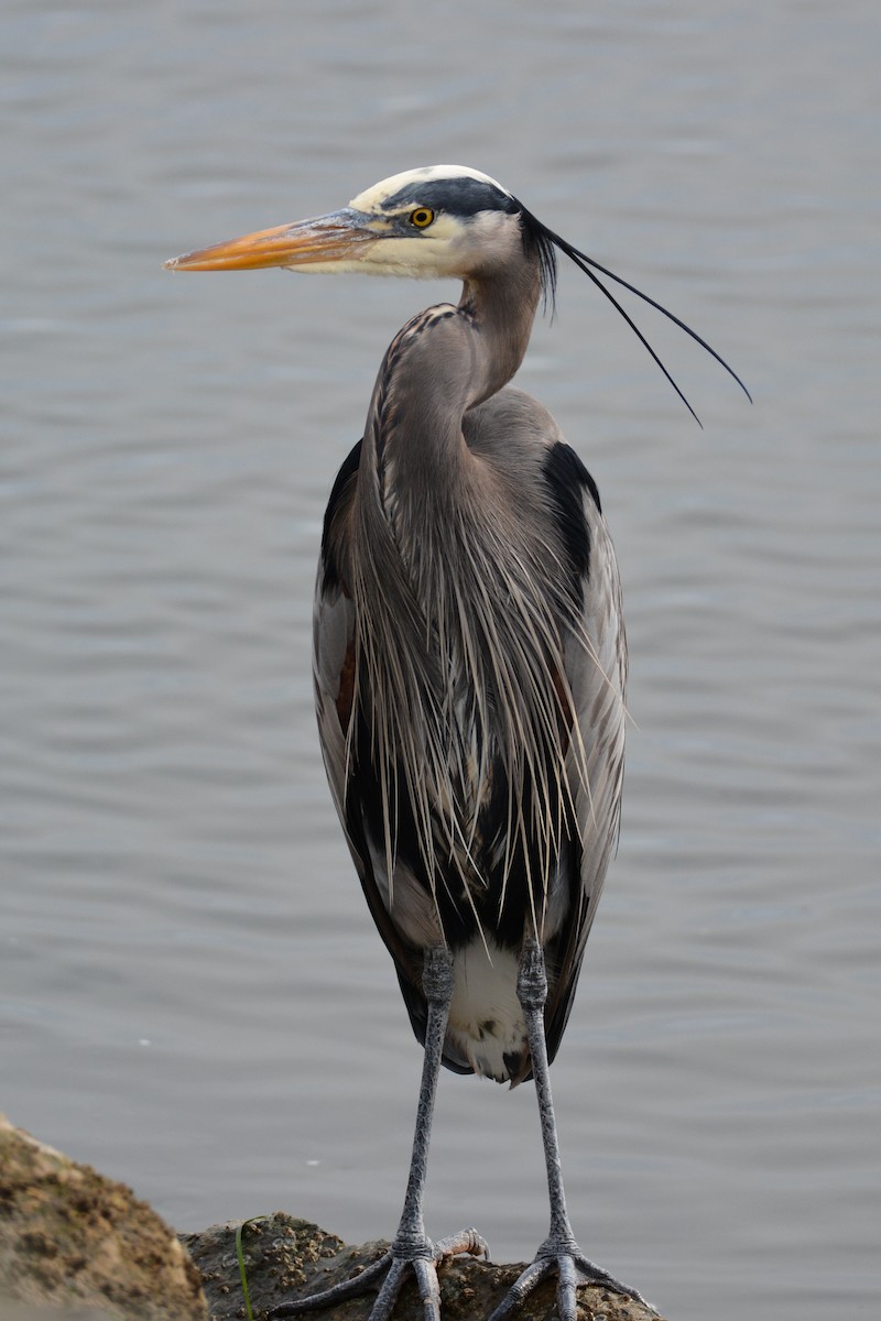 Great Blue Heron - ML645464683