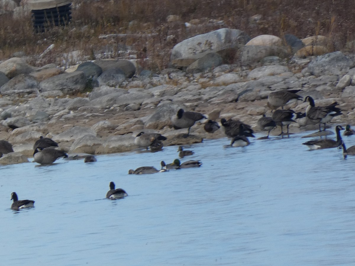 Northern Pintail - ML645464684