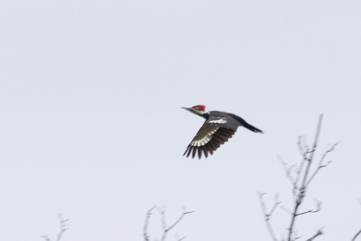 Pileated Woodpecker - ML645464685