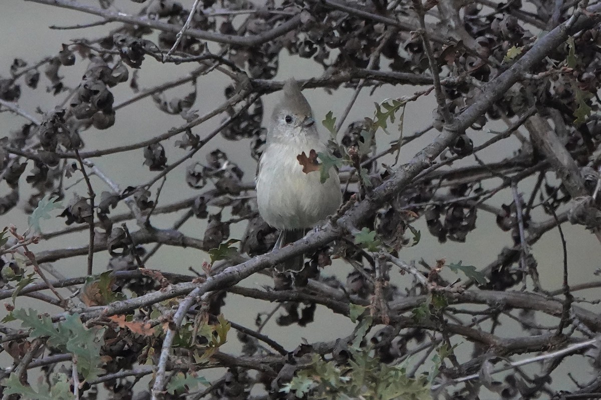 Oak Titmouse - ML645464686