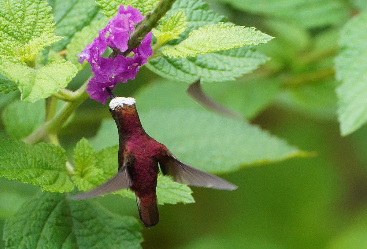 Snowcap - ML645464687