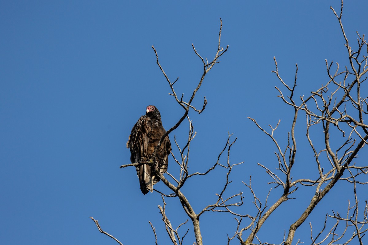 Turkey Vulture - ML645464688