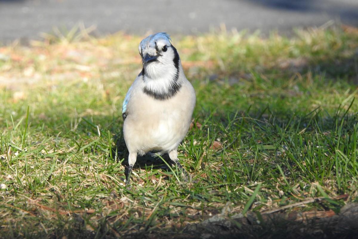 Blue Jay - ML645464689