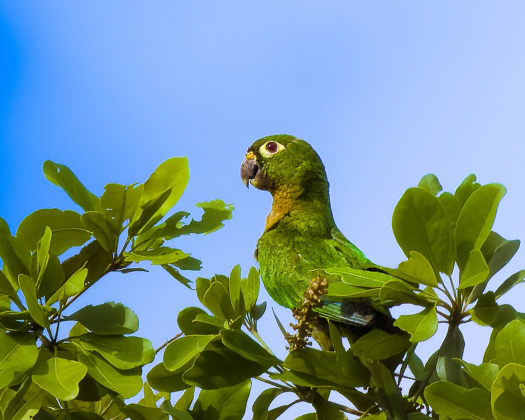 Olive-throated Parakeet - ML645464690