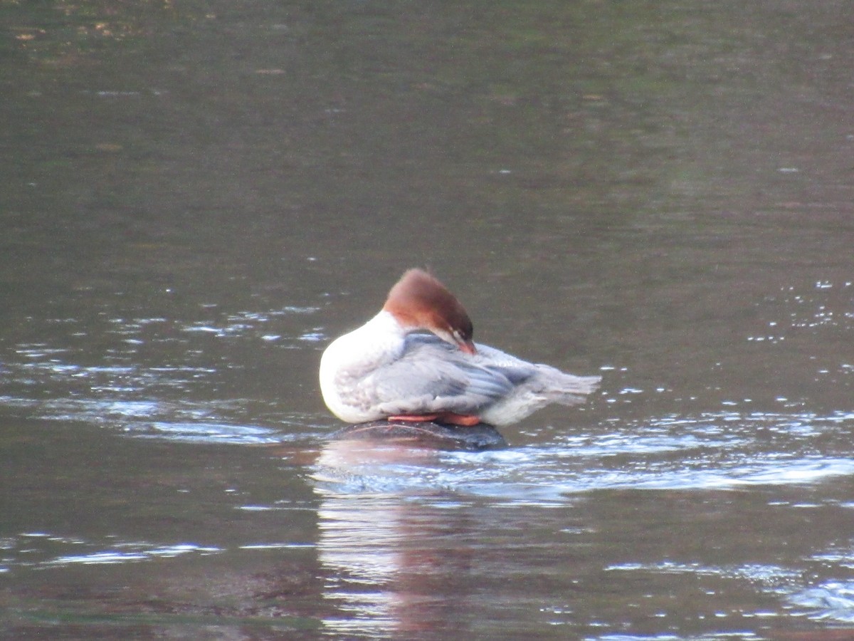 Common Merganser - ML645464692