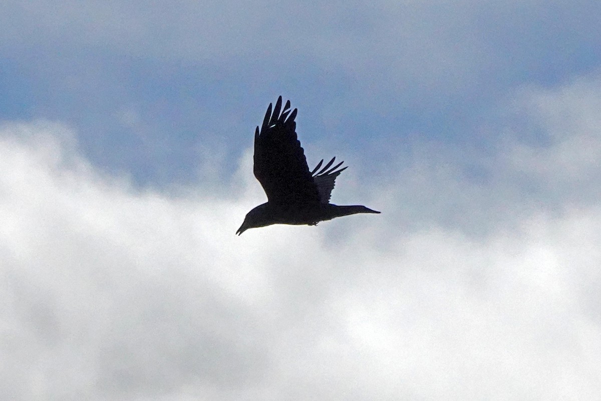 Common Raven - ML645464693