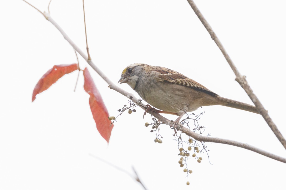 White-throated Sparrow - ML645464695