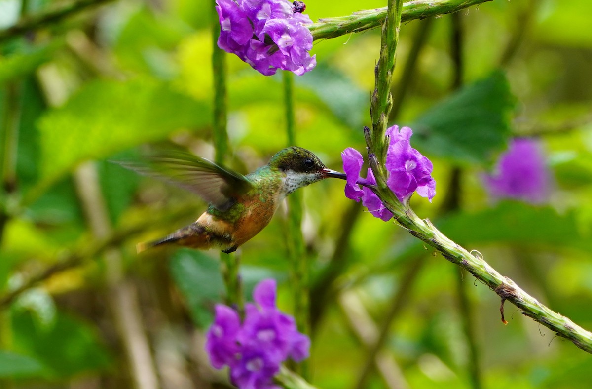 White-crested Coquette - ML645464696