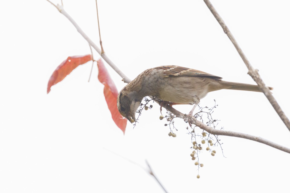White-throated Sparrow - ML645464697