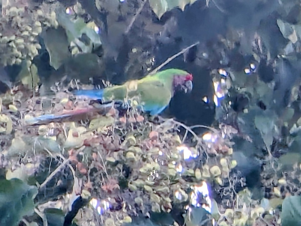 Military Macaw - ML645464699