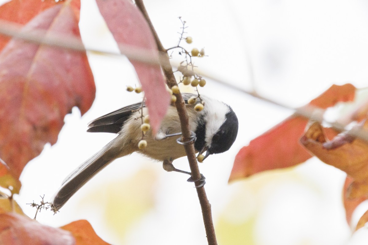 Black-capped Chickadee - ML645464700