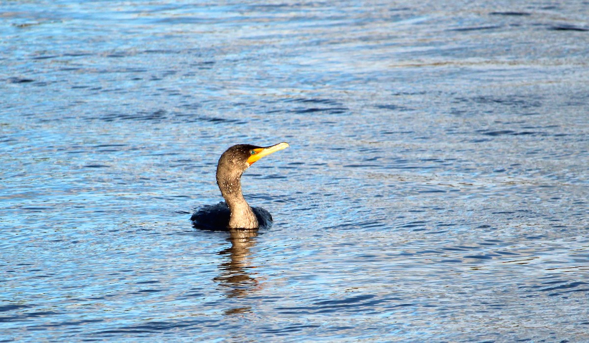Double-crested Cormorant - ML645464701