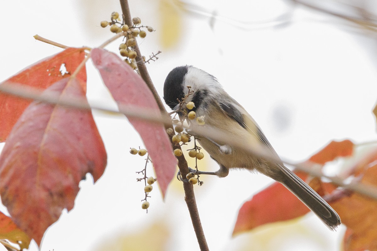 Black-capped Chickadee - ML645464702