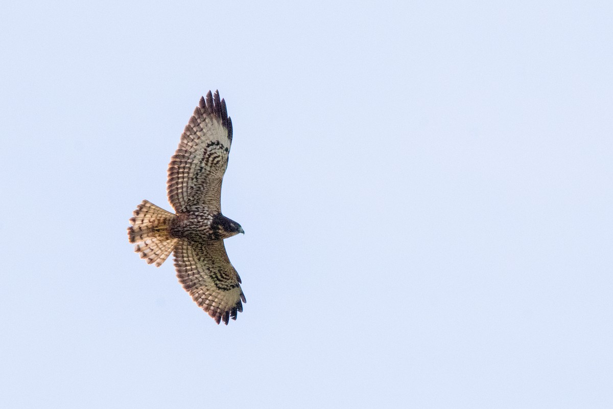 Short-tailed Hawk - ML645464703