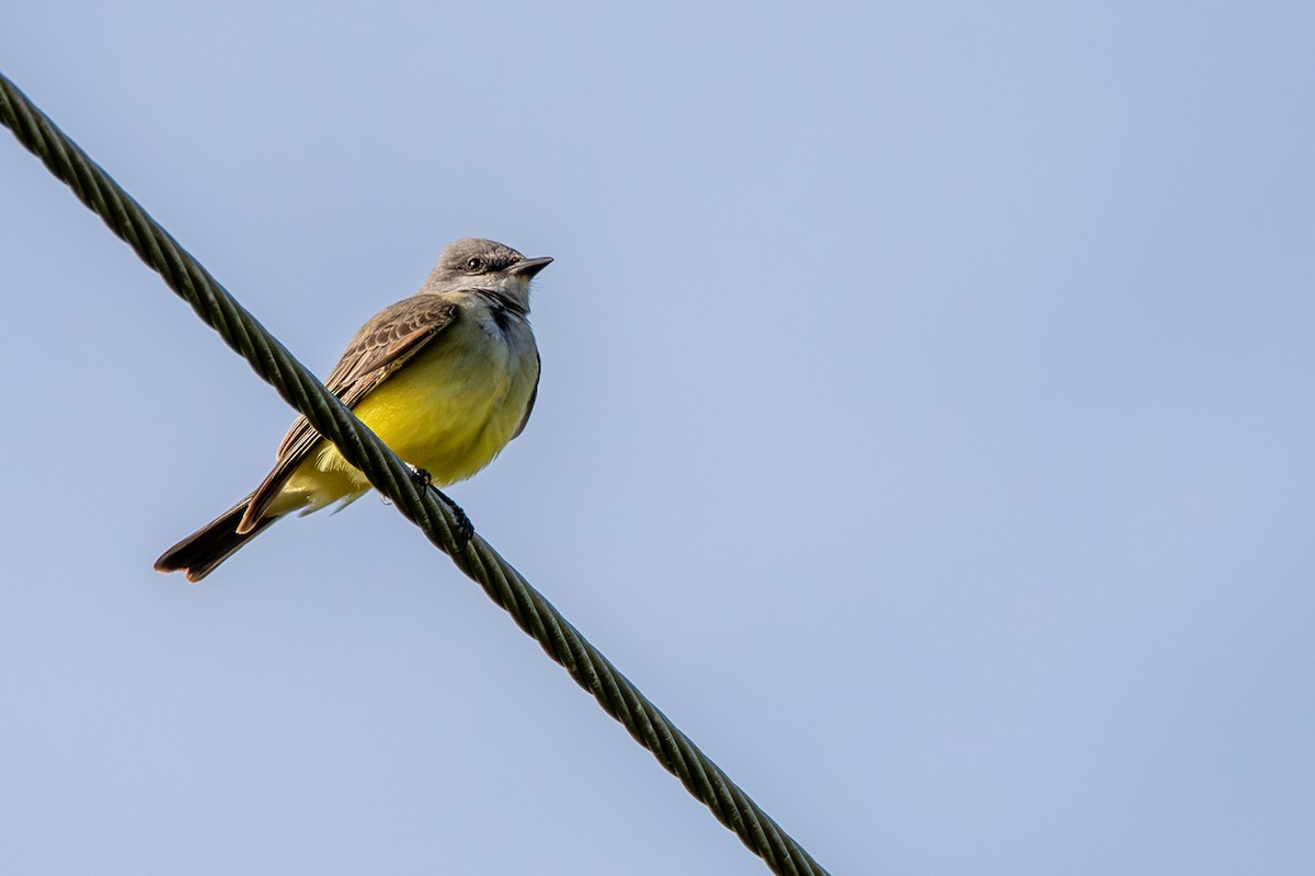 Western Kingbird - ML645464711