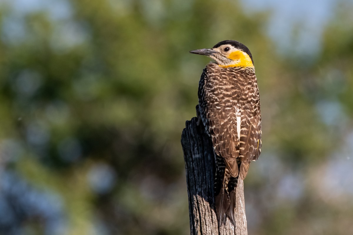 Campo Flicker - ML645464712