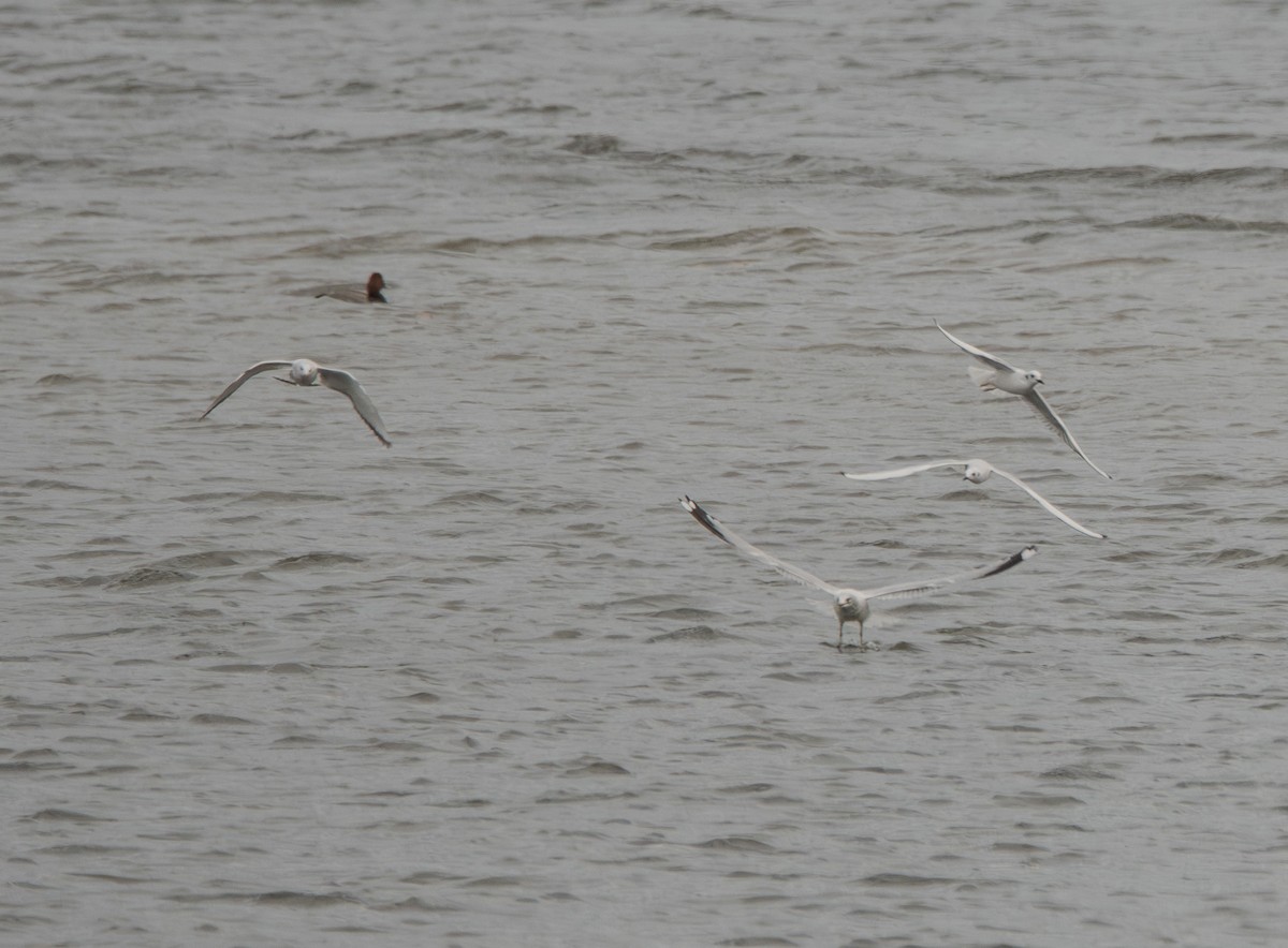 Bonaparte's Gull - ML645464717