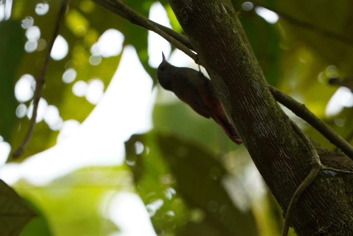 Olivaceous Woodcreeper - ML645464720