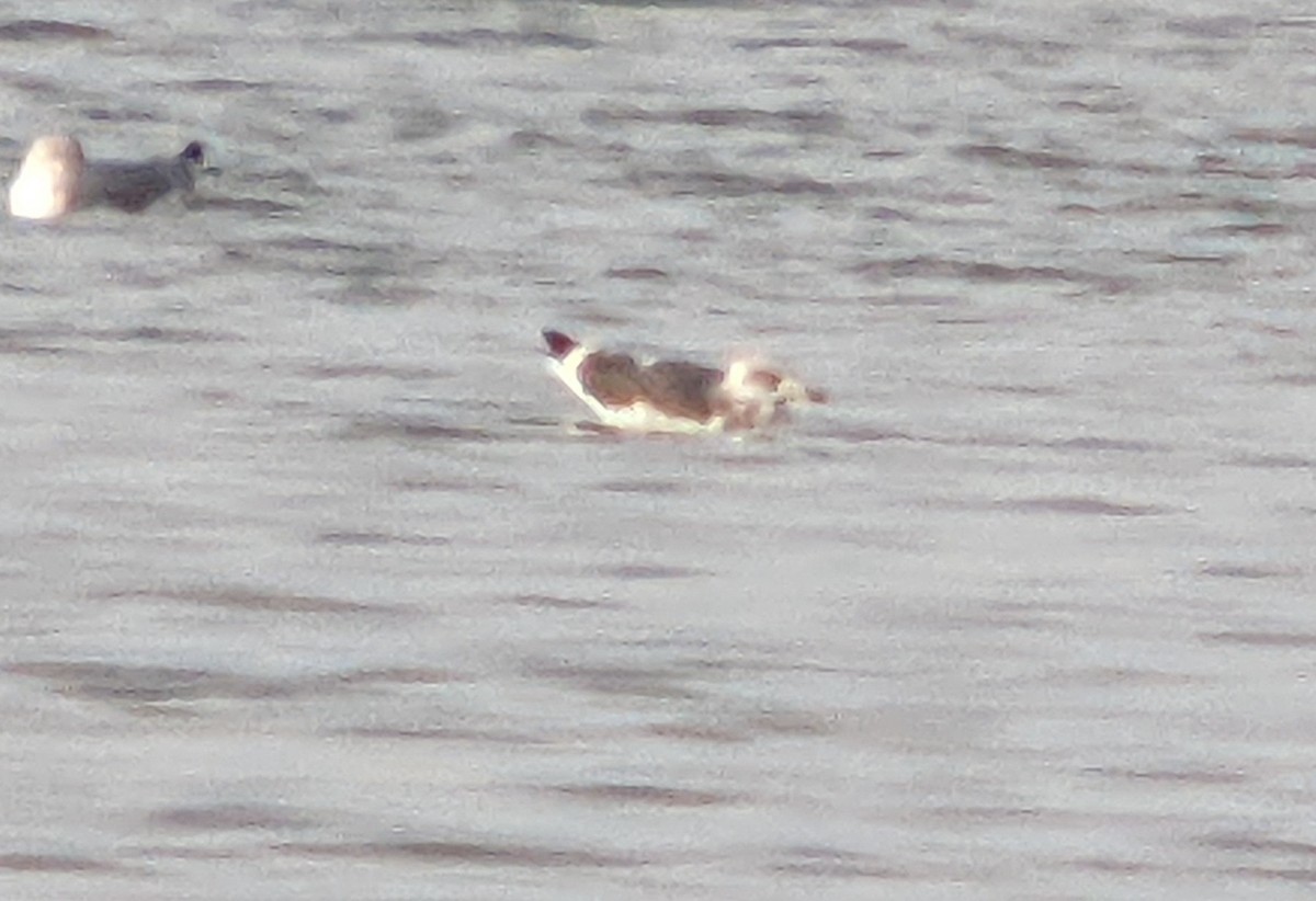 Lesser Black-backed Gull - ML645464730