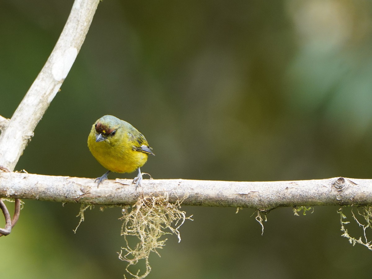 Olive-backed Euphonia - ML645464731