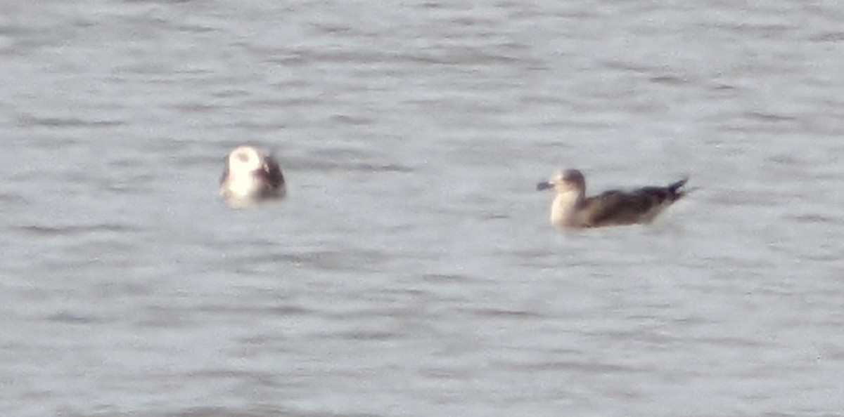 Lesser Black-backed Gull - ML645464737
